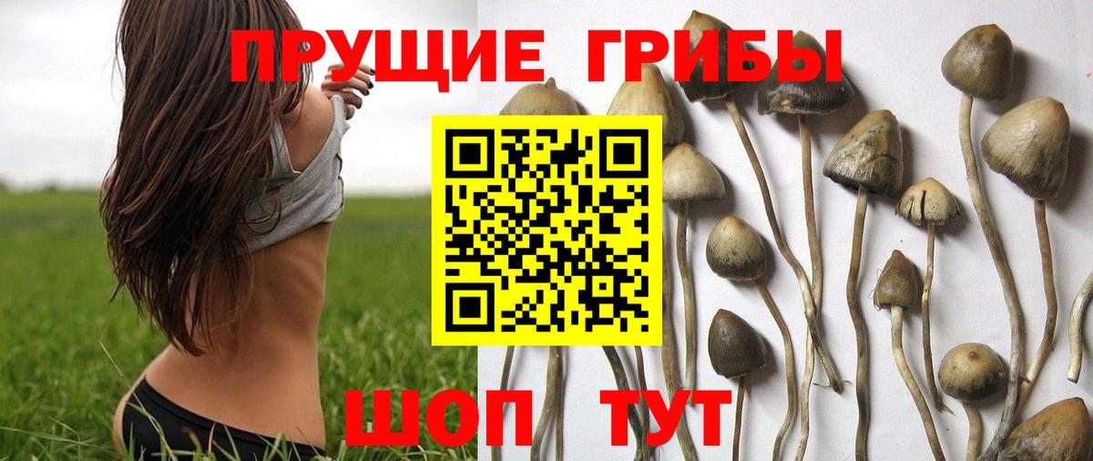 Бузулук  Галлюциногенные грибы Psilocybine cubensis  Галлюциногенные грибы Psilocybe  Вход с VPN 